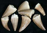 Real Fossil Mosasaur Tooth (Pre-packaged) - Photo 4